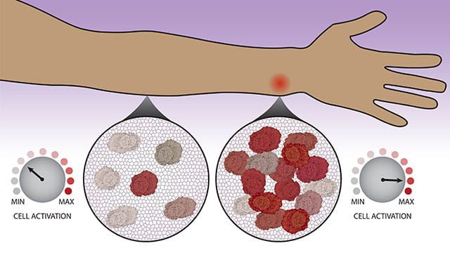 leonard-immune-system-header